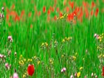 Flowers Dual Screen