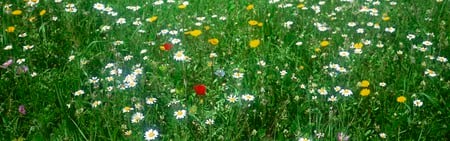 Flowers Dual Screen - flowers, nature, dual