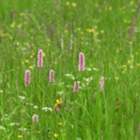 Flowers Dual Screen