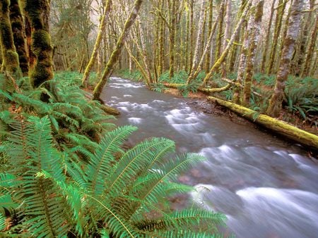 Rivers and Creeks  - creeks, mountain, landscape, river