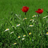 Flowers Dual Screen