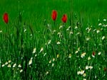 Flowers Dual Screen