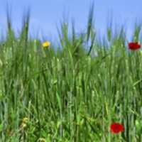 Flowers Dual Screen