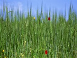 Flowers Dual Screen