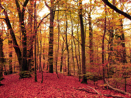 Autumn Walk - forest, nature, tree, autumn