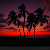 sunset palm trees