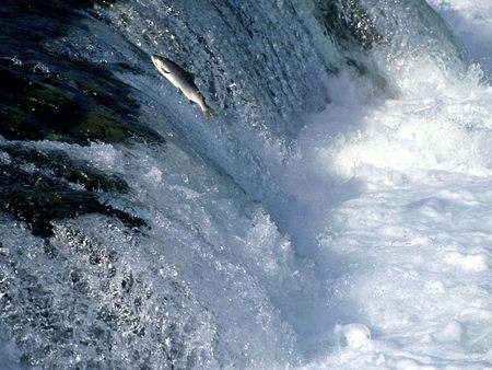 Rivers and Creeks  - creeks, mountain, landscape, river