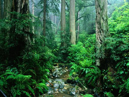 Rivers and Creeks  - river, landscape, mountain, creeks