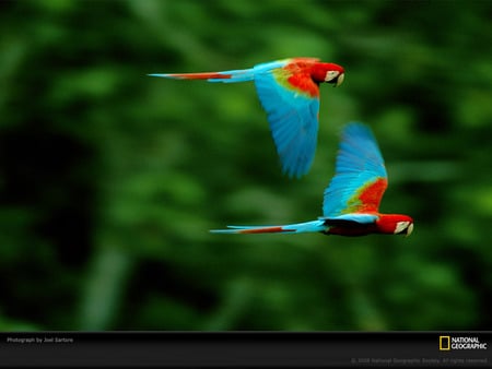 pair macaws sartore - for you, pair macaws sartore