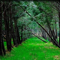 	pine forest