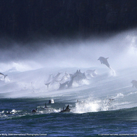 bottlenose dolphins surf