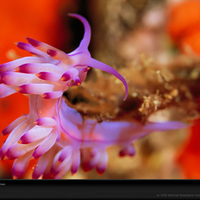 purple nudibranch laman