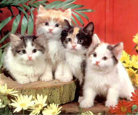 Kittens - cats, animals