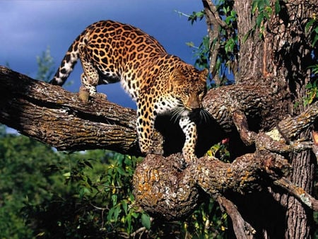 Leopard - leopards, animals