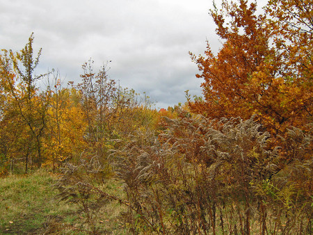 Autumn - forests, nature