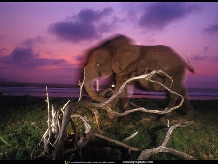 beach elephant - beach elephant, cool