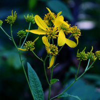Yellow flowers