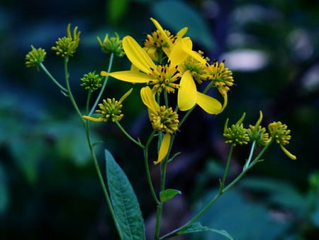 Yellow flowers - flowers, yellow