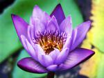 Purple lotus