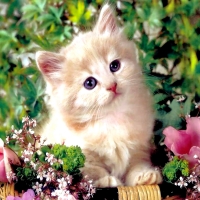 Cute Persian Kitten