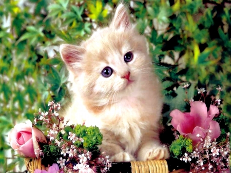 Cute Persian Kitten - kitty, animal, kitten, flowers, cat, persian