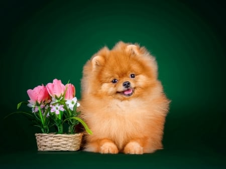 Lovely Puppy - fluffy, flowers, animal, dog, spitz, puppy