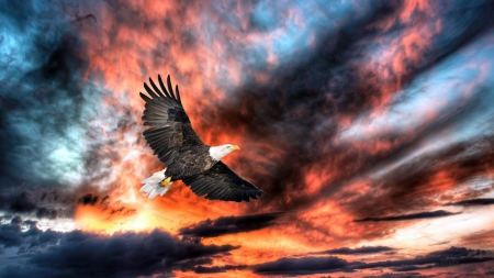 Eagle in Flight Sunset