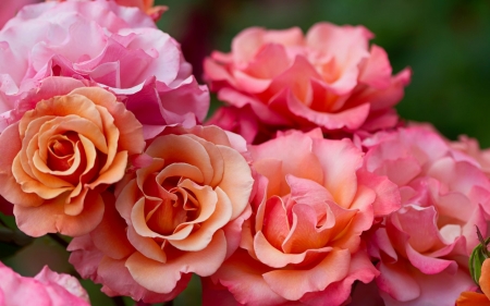 Beautiful Roses - nature, roses, petals, colorful, flowers