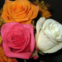 White Orange Pink Roses