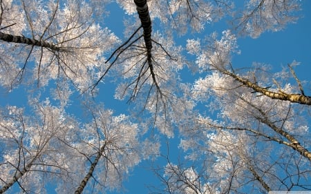 Winter - white, winter, blue, tree, sky