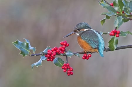 Kingfisher - red, bird, craciun, christmas, blue, mistletoe, kingfisher, pasare, branch