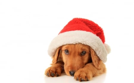 Christmas puppy - red, funny, animal, cute, caine, puppy, craciun, christmas, white, hat, santa, dog