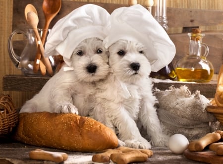 Little chefs - hat, dog, brad, white, animal, funny, cute, caine, puppy, couple