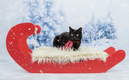 Cat - red, animal, winter, black, sleigh, cat, craciun, christmas, pisica