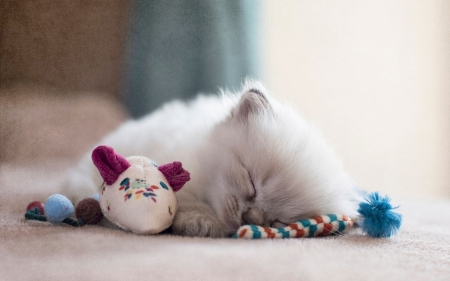 Kitten sleeping - sleep, cat, animal, toy, mouse, cute, pisica, kitten