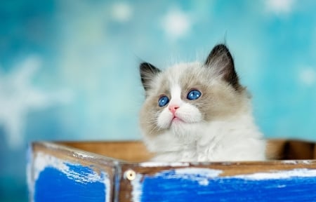 Kitten - cat, blue, animal, winter, cute, pisica, kitten, siamese