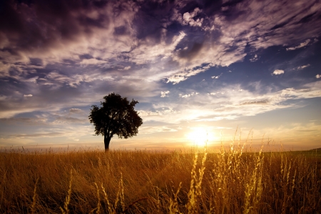 Field - Field, grass, sunset, nature