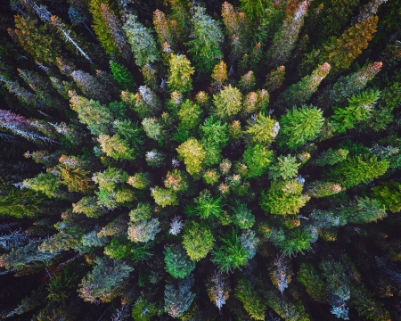 Forest - nature, leaf, tree, forest