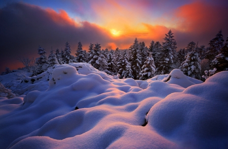 Winter nature - winter, forest, landscape, snow