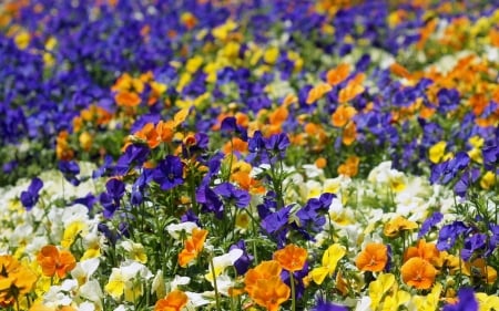 Flower - pansy, Flower, nature, leaf