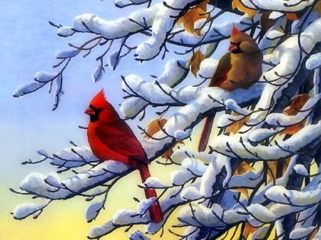 Cardinal birds - bird, cardinal, animal, red, snow