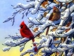 Cardinal birds