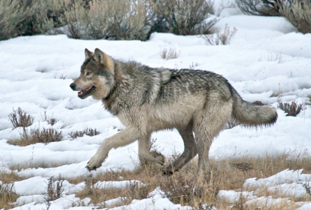 Yellowstone - snow, national park, predator, wolf