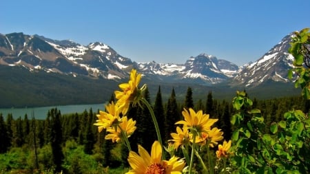 Pennington Mountains - flowers, nature, yellow, crown, field, place, mountains