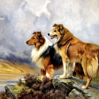 Collies on the Lake FC