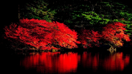 Glowing Forest at Night