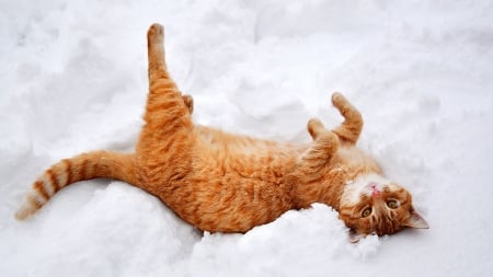 making cat angels - angel, cat, snow, orange, playing