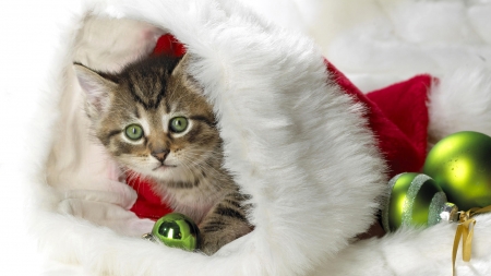 kitty in santa hat - santa, christmas, kitty, red