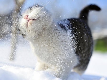 adorable cat in snow - winter, fun, cat, snow