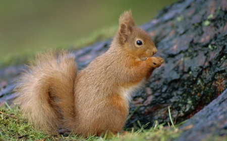 squirrel - fun, animal, cool, squirrel